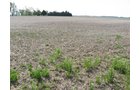 Property photo 35 - 172 Acres Offered in 3 Tracts - Prime Farmland